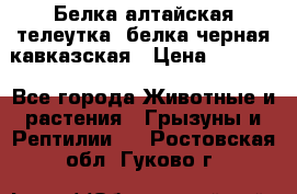 Белка алтайская телеутка, белка черная кавказская › Цена ­ 5 000 - Все города Животные и растения » Грызуны и Рептилии   . Ростовская обл.,Гуково г.